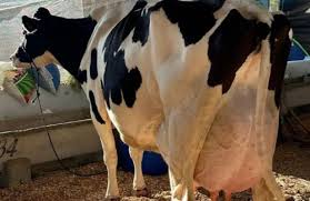 Vaca "Poesia" da raça Holandês quebra recorde mundial com incríveis 144,2 kg de leite produzidos em menos de 24 horas