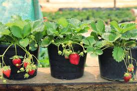 Como cultivar morangos em 5 passos | Vamos Comer Melhor