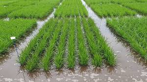 Cenário é favorável para o plantio de arroz irrigado em Tocantins