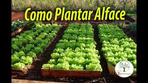 Como Plantar Alface e Hortaliças em Casa sem Medo