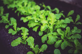 Como cultivar rúcula - Manual do Jardim