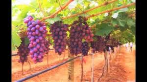 Como plantar e cultivar muda de Uva Sem Semente!