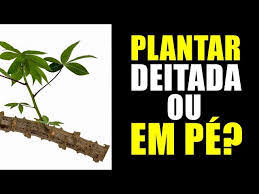 Como Plantar Mandioca: Em Pé ou Deitado?