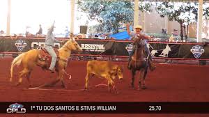 prova de laço dupla - esporte de cavalo