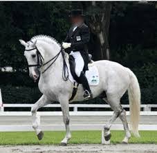 Inglês no Hipismo: Aprenda Termos Equestres