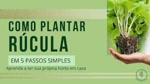 Plante Rúcula em 5 Passos - Tudo em Vasos