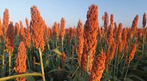 Sorgo: o que é, para que serve e como cultivar - Nutrição de Safras