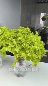 como plantar alface em vaso alto irrigavel de garrafa pet | cultivando em casa | Facebook
