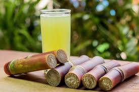 Descubra como plantar cana de açúcar do jeito certo | Blog da Cobasi
