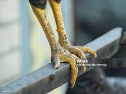 Foto de Perna De Galo Com Esporas Pernas De Pássaro Fecham Para Cima e mais fotos de stock de Agricultura - iStock