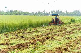 Efeitos da Adubação Verde nos Agroecosistemas » Portal Agriconline