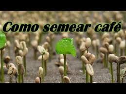COMO PLANTAR CAFÉ Passo á Passo (Segundo passo semeadura)