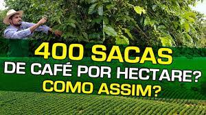 Quantos Pés de Café por Hectare: Guia Completo