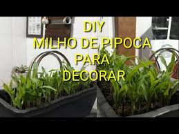 PASSO A PASSO-COMO PLANTAR MILHO DE PIPOCA- DAY-FAÇA VOCE MESMO - PLANTAS DECORATIVAS - COMIDA GATO