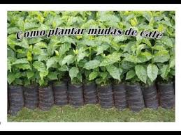 COMO PLANTAR CAFÉ Passo á Passo (terceiro passo plantio definitivo da muda)