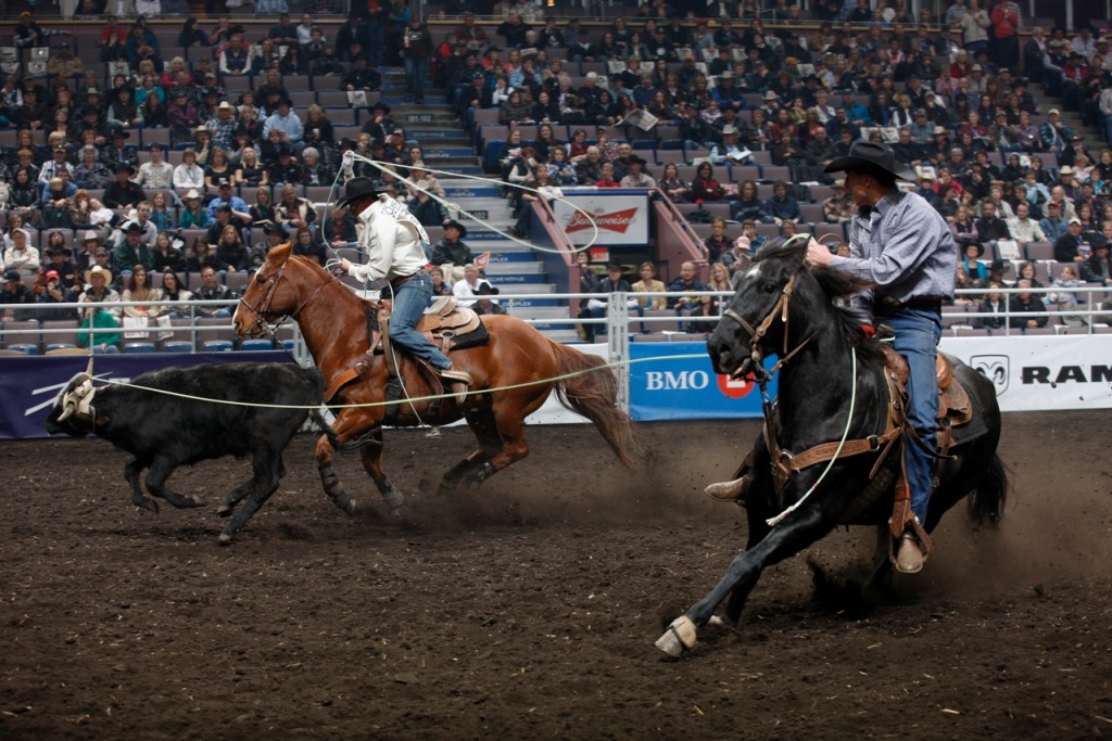 Prova Laço Team Roping: Emoção e Técnica no Rodeio