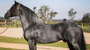 Cavalos mais caros do Brasil custam mais que Ferrari; conheça os animais