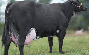 Vaca brasileira produz 100 mil litros de leite e vira referência mundial - Revista Globo Rural | Boi