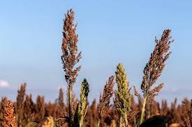 Como Plantar Sorgo Granifero: Guia Completo
