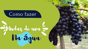 Como fazer mudas de uvas na água