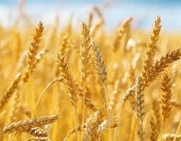 Área de plantio de trigo aumenta mais de 15% no Brasil - Fertimacro