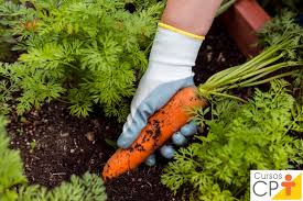 Como plantar cenoura | Dicas Cursos CPT | Cursos a Distância CPT