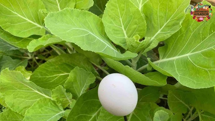 Como plantar couve manteiga na horta orgânica da sua casa