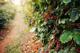 Como plantar café? Aprenda o passo a passo | Agro Estadão