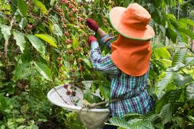 COLHEITA DE CAFÉ DO BRASIL 2020/21 ALCANÇA 13% DA ÁREA | Coopercam
