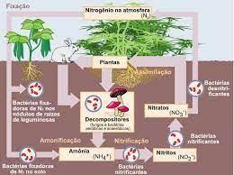a) o que podemos comer para que possamos absorver nitrogênio? b) Em quais plantas há alta concentração - brainly.com.br