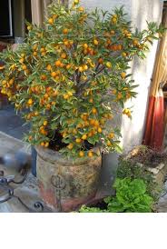 Frutíferas em vasos - LARANJA-KINKAN EM VASO, COMO CULTIVAR E CUIDAR. A laranjeira-kinkan é um arbusto ou pequena árvore frutífera e ornamental (decorativa). Esta árvore faz parte das plantas do gênero Citrus,