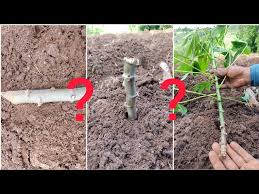 qual a melhor maneira de plantar macaxeira? (mandioca ou aipim) com a maniva deitada,em pé,ou galho? - YouTube