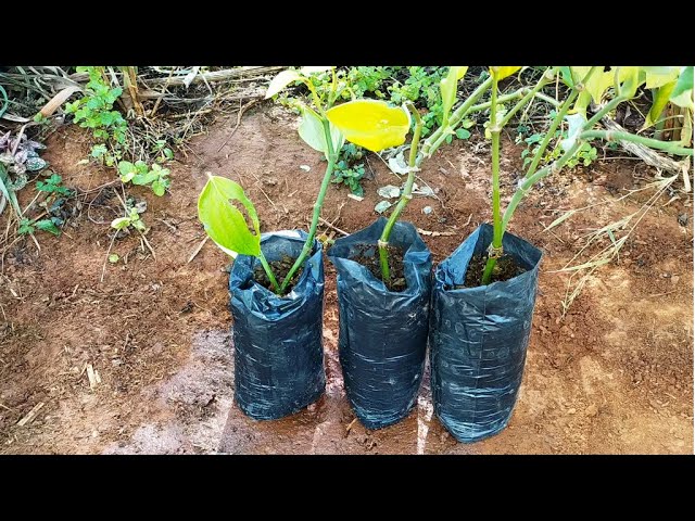 Como fazer mudas de pimenta do reino - YouTube