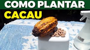 COMO GERMINAR SEMENTE DE CACAU Em Menos de 20 Dias | Como Plantar Cacau