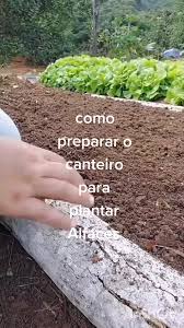 como preparar o canteiro para plantar alfaces#hortacaseira #hortaemcasa #hortadaju #jardinagemcaseira