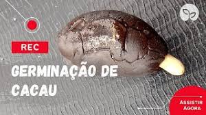 PRODUÇÃO DE MUDAS | Como germinar semente de cacau?