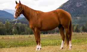 Preço do cavalo varia de acordo com a raça e a temperatura do mercado