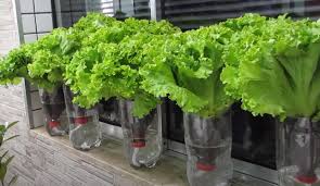 Aprenda a cultivar alface automaticamente com garrafa pet
