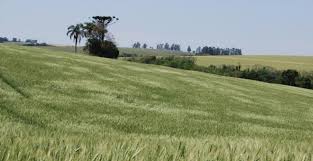 Trigo: Plantio avança no Paraná com boa produtividade | Brasilagro