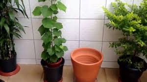 Como plantar Uva em Vaso, Videira em Vaso,02 Transplante.