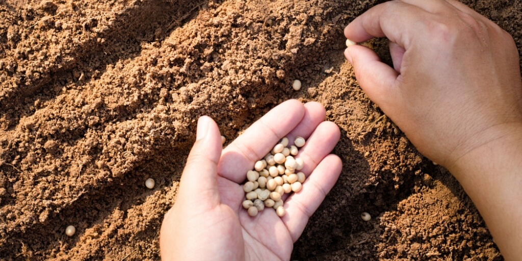 Soja como plantar e ter uma safra produtiva