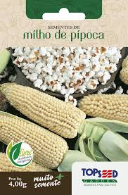 Semente MILHO DE PIPOCA