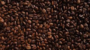 Como plantar café: é fácil ter a plantinha em casa | Petz