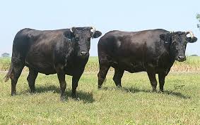 Gado Wagyu: Carne com alto valor agregado - Sociedade Nacional de Agricultura