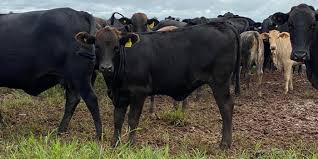 Tricross Wagyu X F1 Angus/Nelore – Crossbreeding