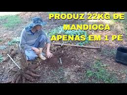 MANDIOCA EM PÉ - YouTube