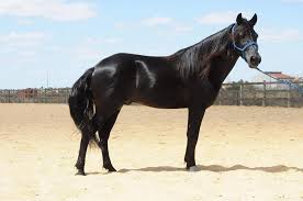 Cavalo Nordestino – Wikipédia, a enciclopédia livre