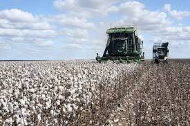 Cultura do Algodão: Agricultura Digital e Melhora dos Resultados
