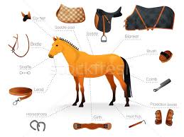 Sela Vetores, ilustrações e cliparts | Stockfresh