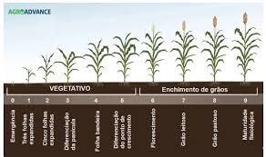 Sorgo granífero: Alternativa estratégica para a 2ª Safra